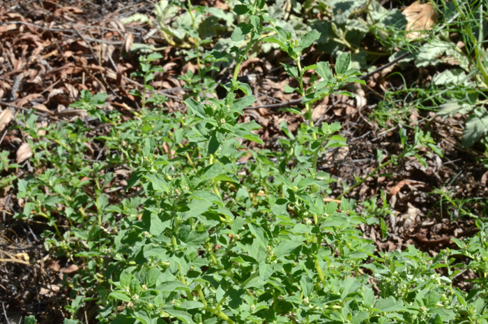 Mat Amaranth is a summer annual that grows close to the ground. The stems are variable in color from whitish-green to occasionally purplish to pale red. Plants are smooth without hairs. Amaranthus blitoides